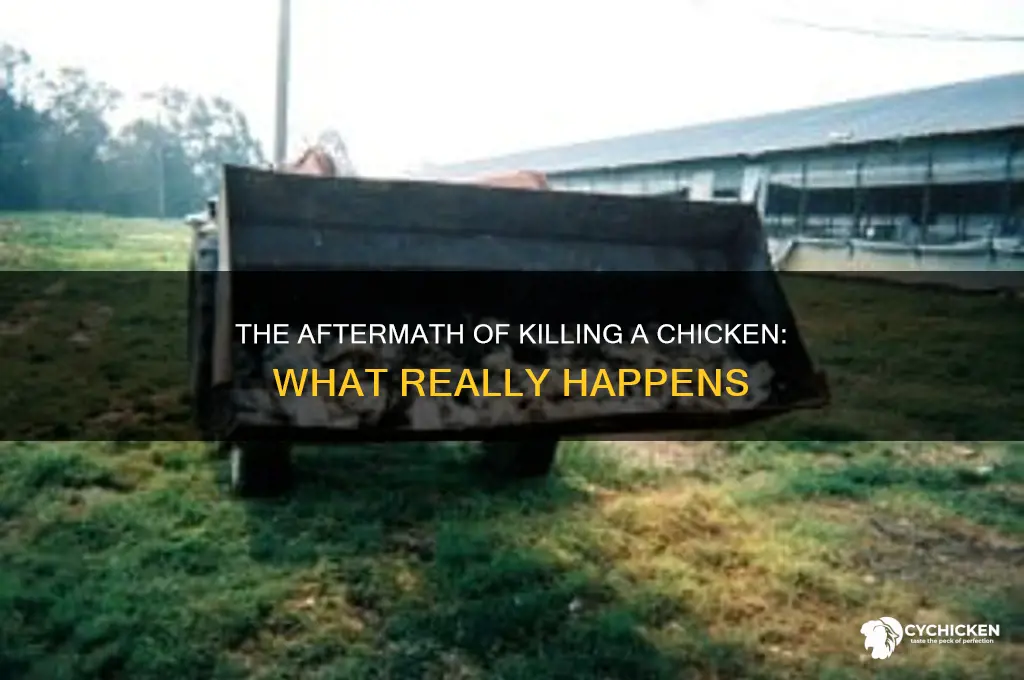 when you kill a chicken what happens
