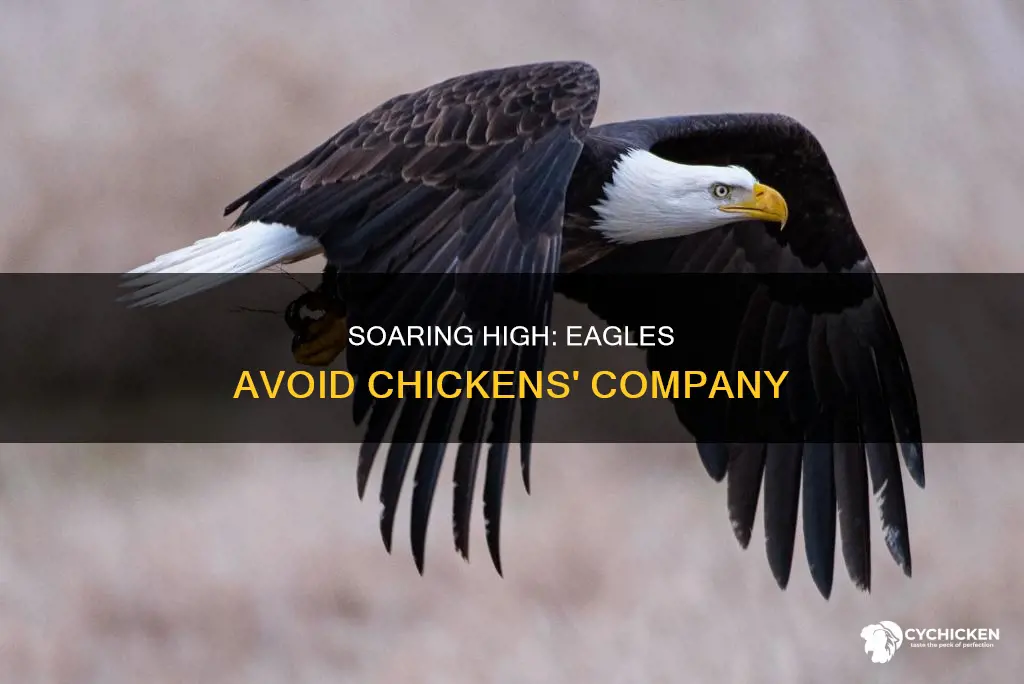 when your an eagle you don