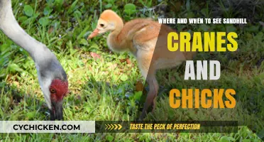 Sandhill Cranes: Where and When to Spot Them