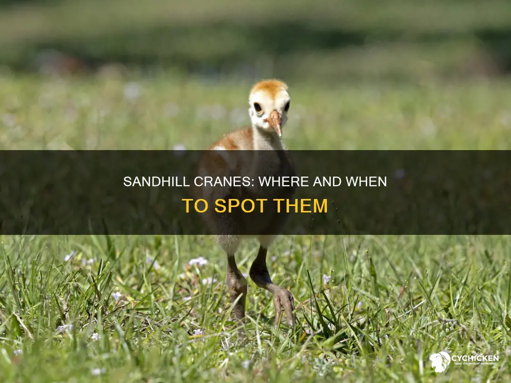 where and when to see sandhill cranes and chicks