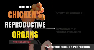 Unveiling the Mystery: Location of a Chicken's Reproductive Organs