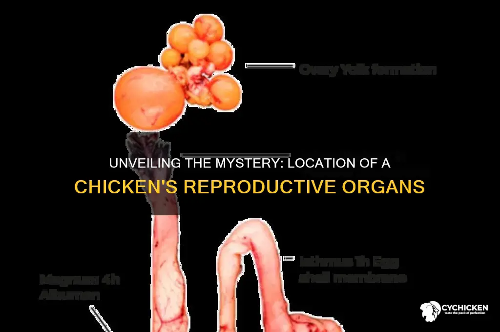 where are a chicken