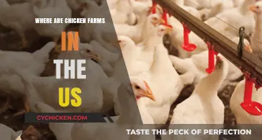 Exploring the Locations of Major Chicken Farms Across the US
