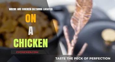 Understanding Chicken Anatomy: Locating the Gizzards in Poultry