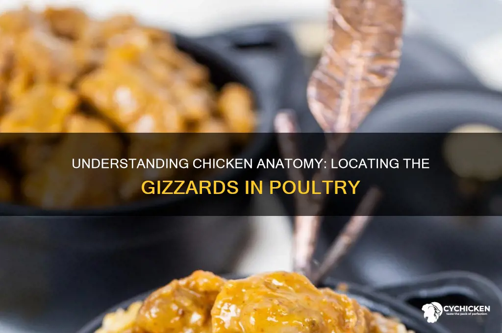 where are chicken gizzards located on a chicken