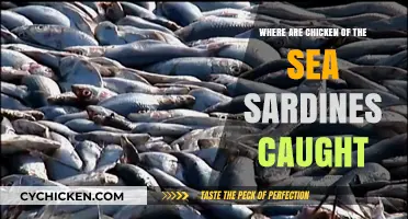 Where Are Chicken of the Sea Sardines Caught? Unveiling the Source