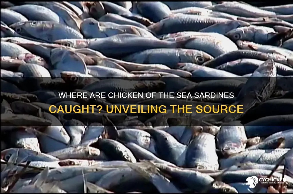 where are chicken of the sea sardines caught