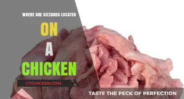 Understanding Chicken Anatomy: Locating Gizzards in Poultry