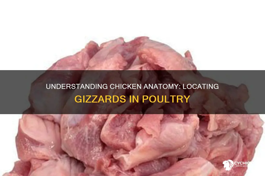 where are gizzards located on a chicken
