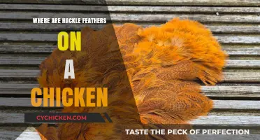 Understanding Hackle Feathers: Location and Role in Chickens Explained