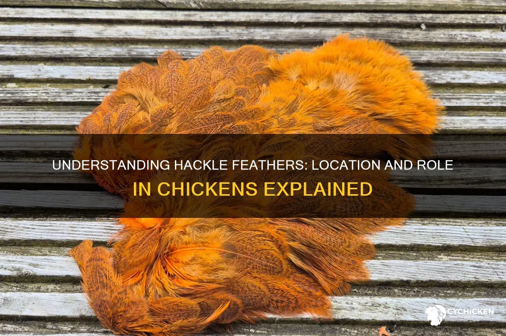 where are hackle feathers on a chicken
