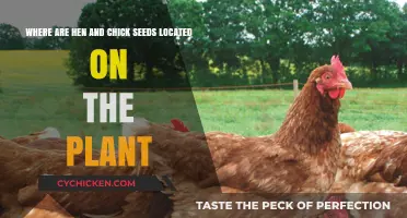 Where Hen and Chick Seeds Are Found