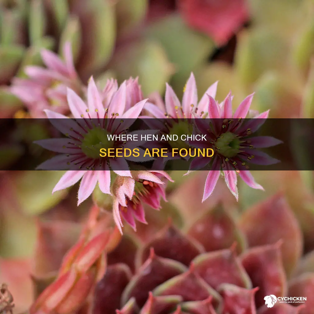 where are hen and chick seeds located on the plant