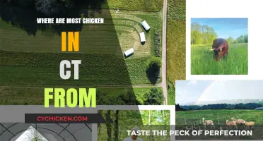 Connecticut's Chicken Sources: Uncovering the Origins of Local Poultry