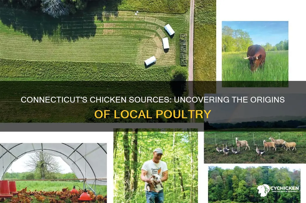 where are most chicken in ct from