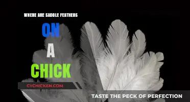 Understanding Saddle Feathers: Location and Function on a Chick Explained