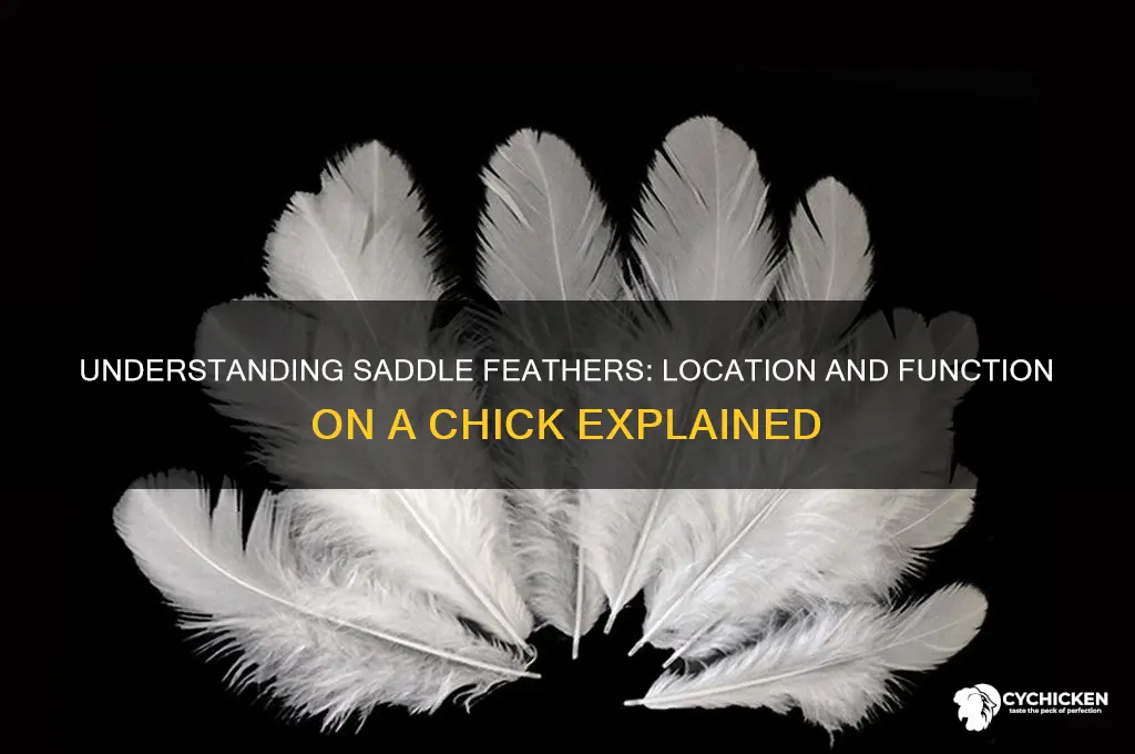 where are saddle feathers on a chick