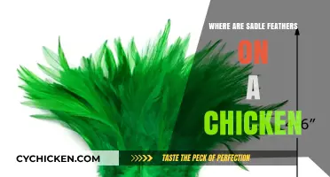 Understanding Chicken Anatomy: Locating the Saddle Feathers on Your Bird