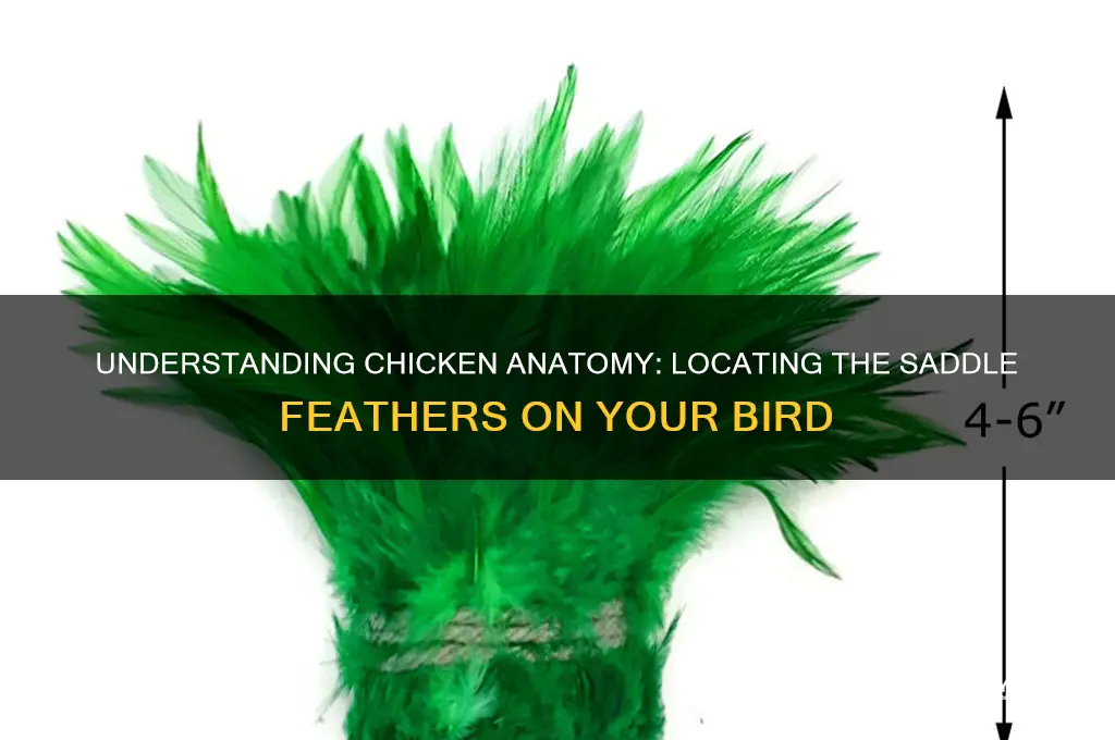 where are sadle feathers on a chicken