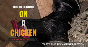 Unveiling the Mystery: Locating Chicken Earlobes and Their Purpose