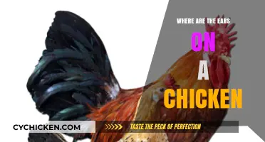 Where Are a Chicken's Ears? Uncovering the Hidden Auditory Secrets