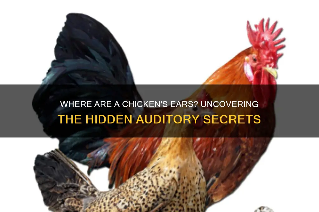 where are the ears on a chicken