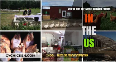 Chicken Farms: Where Are They in the US?