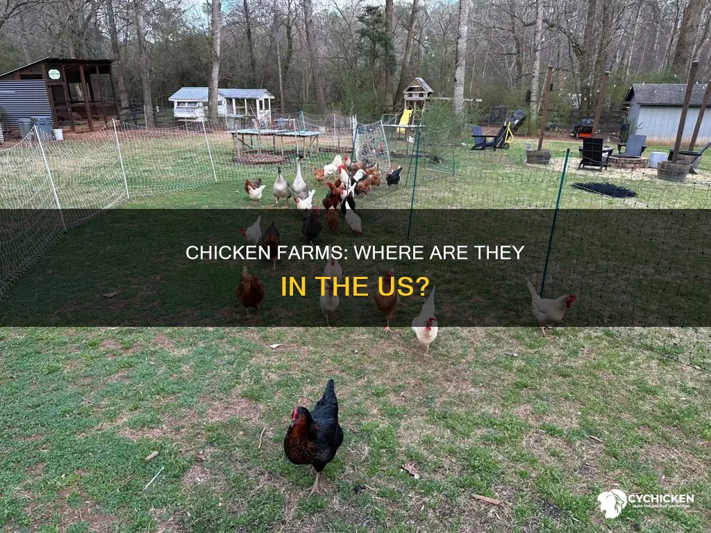 where are the most chicken farms in the us