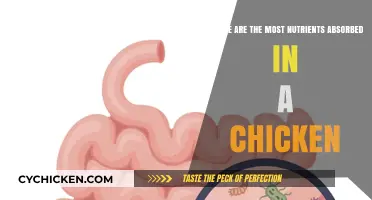 Chicken Nutrition: Absorbing Nutrients in the Small Intestine