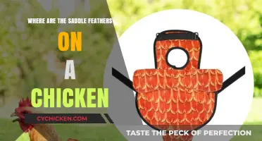 Understanding Saddle Feathers: Location and Function on Chickens Explained