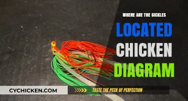 Chicken Sickle Location: Visual Guide with Diagram for Easy Identification