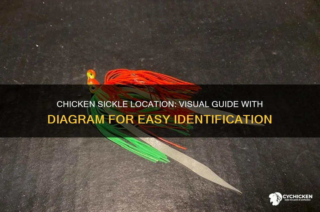where are the sickles located chicken diagram