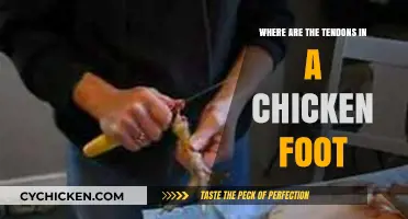 Exploring Chicken Foot Anatomy: Locating Tendons in Poultry Feet