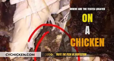 Understanding Chicken Anatomy: The Surprising Location of Testes in Poultry