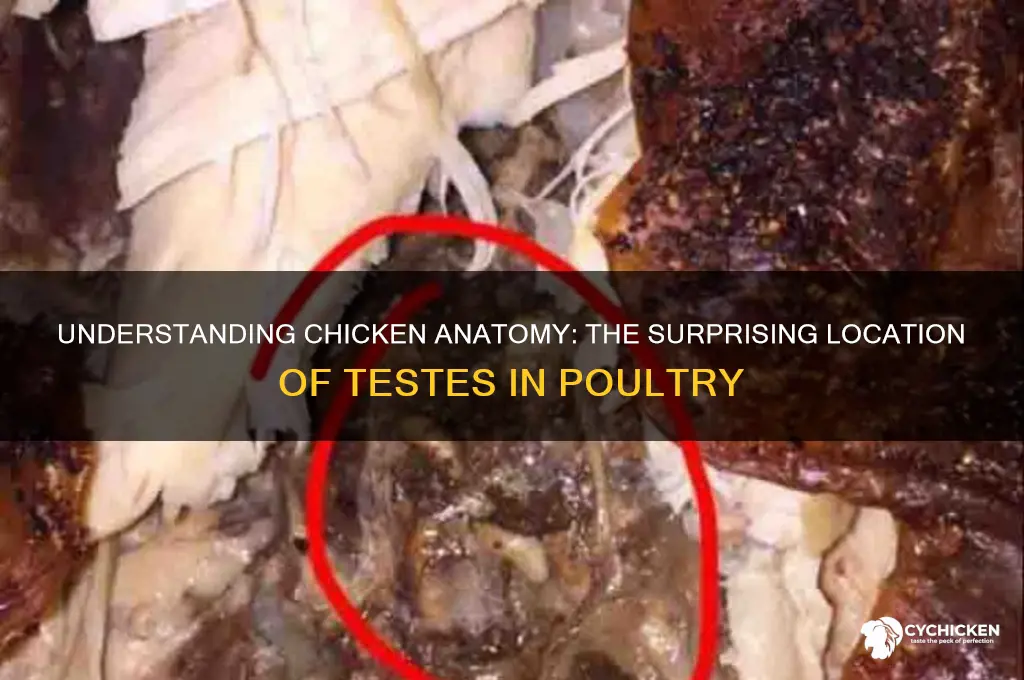 where are the testes located on a chicken