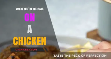 Understanding Chicken Anatomy: Locating the Testicles in Male Chickens