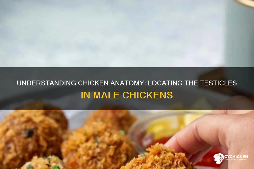 where are the testicles on a chicken