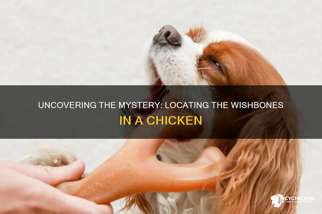 where are the wishbones in a chicken