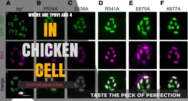 Exploring TPRV1 and TPRV4 Localization in Chicken Cells: Insights and Discoveries