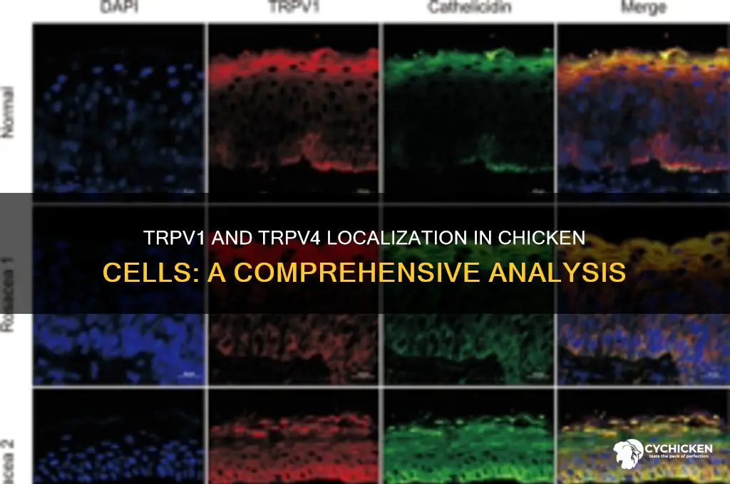 where are trpv1 and 4 in chicken cell