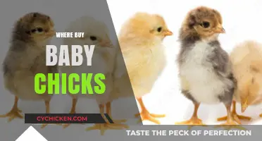 Where to Buy Baby Chicks: A Beginner's Guide to Hatchlings