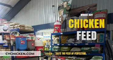 Best Places to Buy Quality Chicken Feed for Your Flock