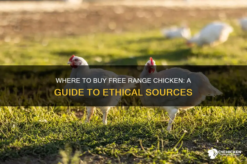 where buy free range chicken
