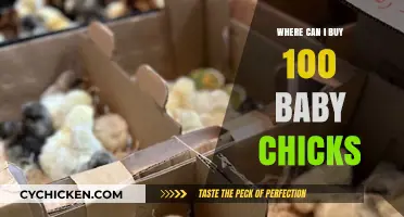 Where to Purchase 100 Baby Chicks: Top Suppliers and Tips