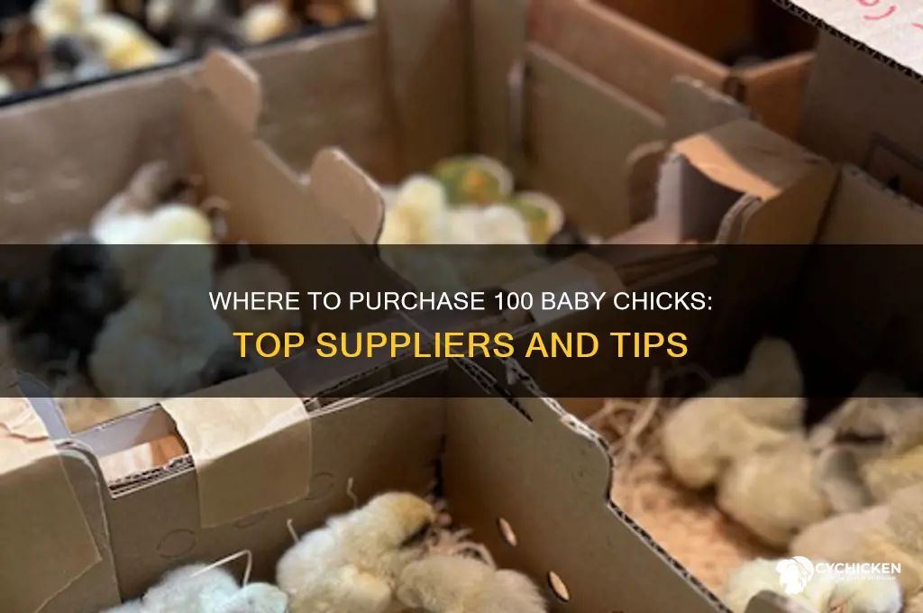 where can i buy 100 baby chicks