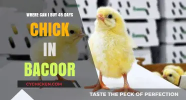 Where to Buy 45-Day-Old Chicks in Bacoor, Cavite