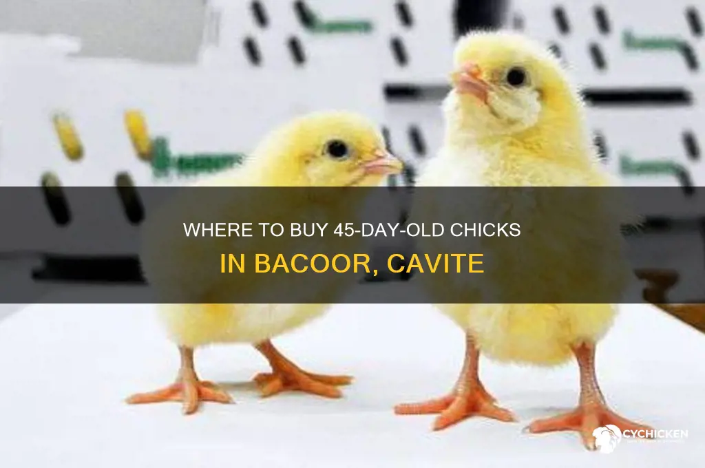where can i buy 45 days chick in bacoor