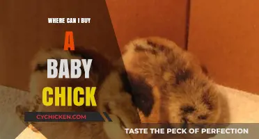 Where to Buy Baby Chicks: Top Sources and Tips for New Owners