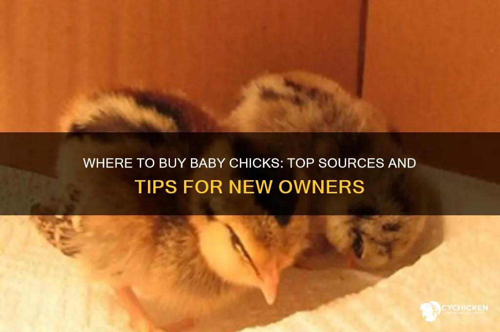where can i buy a baby chick