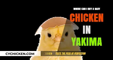 Where to Buy Baby Chickens in Yakima: Your Local Guide